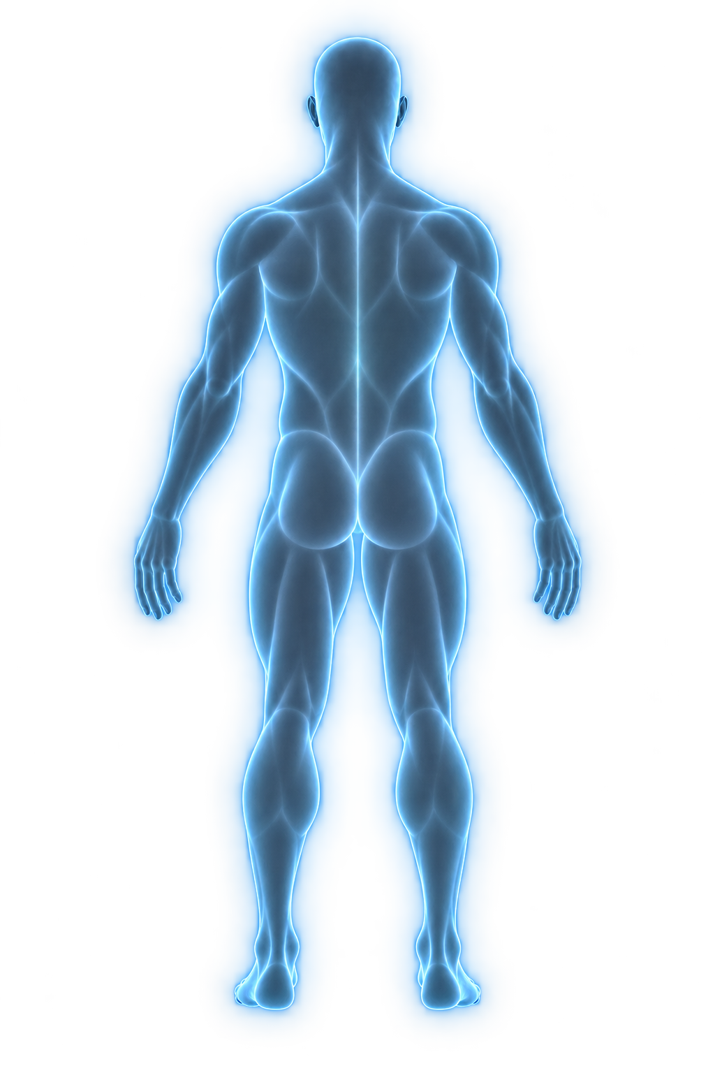 MGM’s body measurement figure, seen from behind